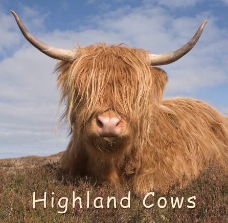 Highland Cows - Gift Book